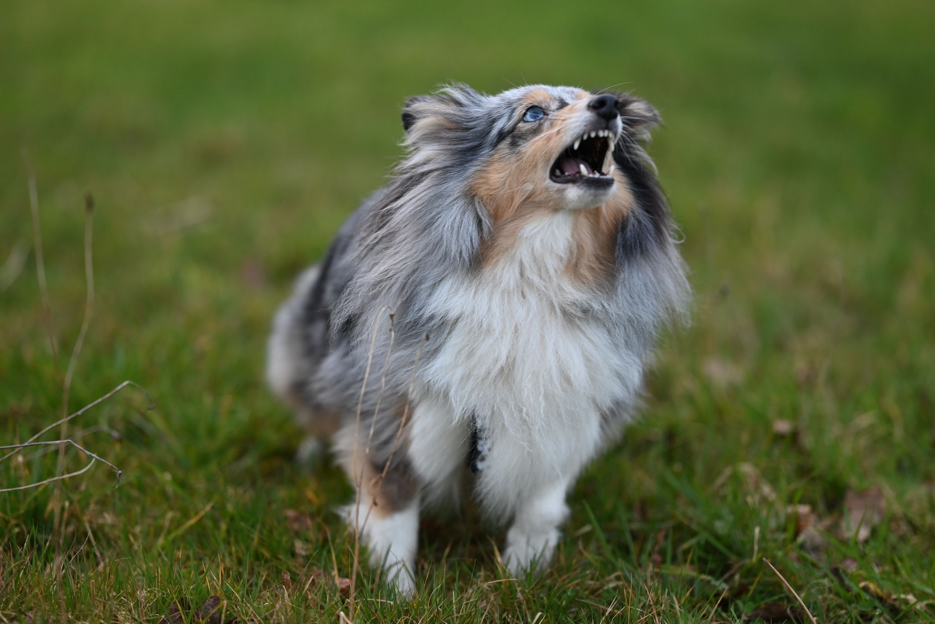chien de berger des shetland en alerte dans un champ verdoyant