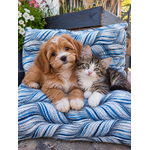 coussin4