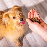 nutriment-training-bites-kipkaas-200-gr-3