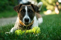Chien à Poil Court Brun Et Blanc Sur L'herbe Verte Verte à Côté De L'os De Chien Jaune Jouet Pendant La Journée