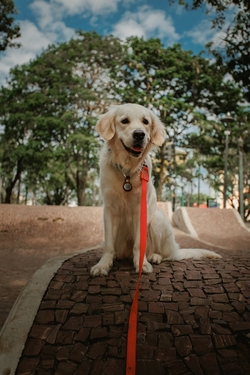 Un golden retriever est assis sur un chemin, tenu en laisse rouge, entouré d'arbres dans un parc