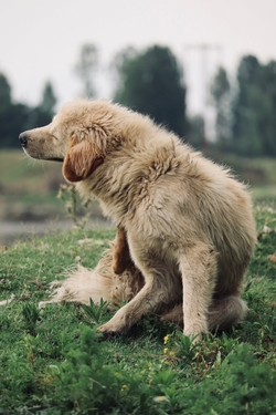 Un golden retriever au pelage duveteux se gratte dans une prairie verdoyante à l'extérieur