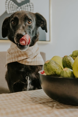 Adorable chien avec une écharpe se léchant les lèvres près d'un bol de fruits et légumes verts