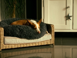 Photos gratuites de #intérieur, accueillant, animal