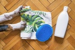 Photos gratuites de #intérieur, à fourrure, à poils