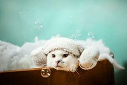 Photos gratuites de #intérieur, adorable, animal