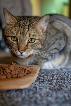Photos gratuites de alimentation pour animaux de compagnie, aliments secs, amusant