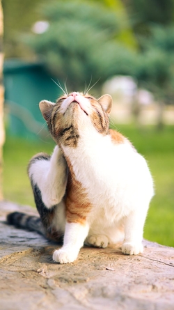 Une chatte calico se gratte le cou, assise sur une surface en pierre à l'extérieur