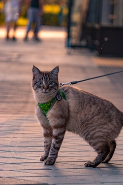 Chat Regardant Quelque Part Au Coucher Du Soleil