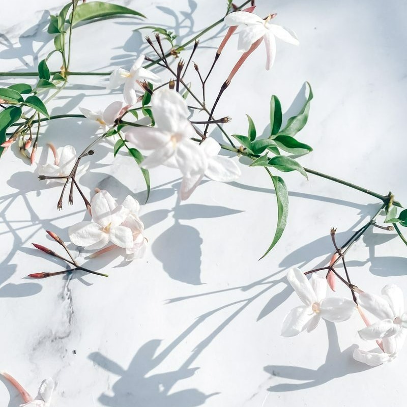 Disposition à plat de fleurs de jasmin délicates sur une surface en marbre, mettant en valeur lélégance et la tranquillité de la nature