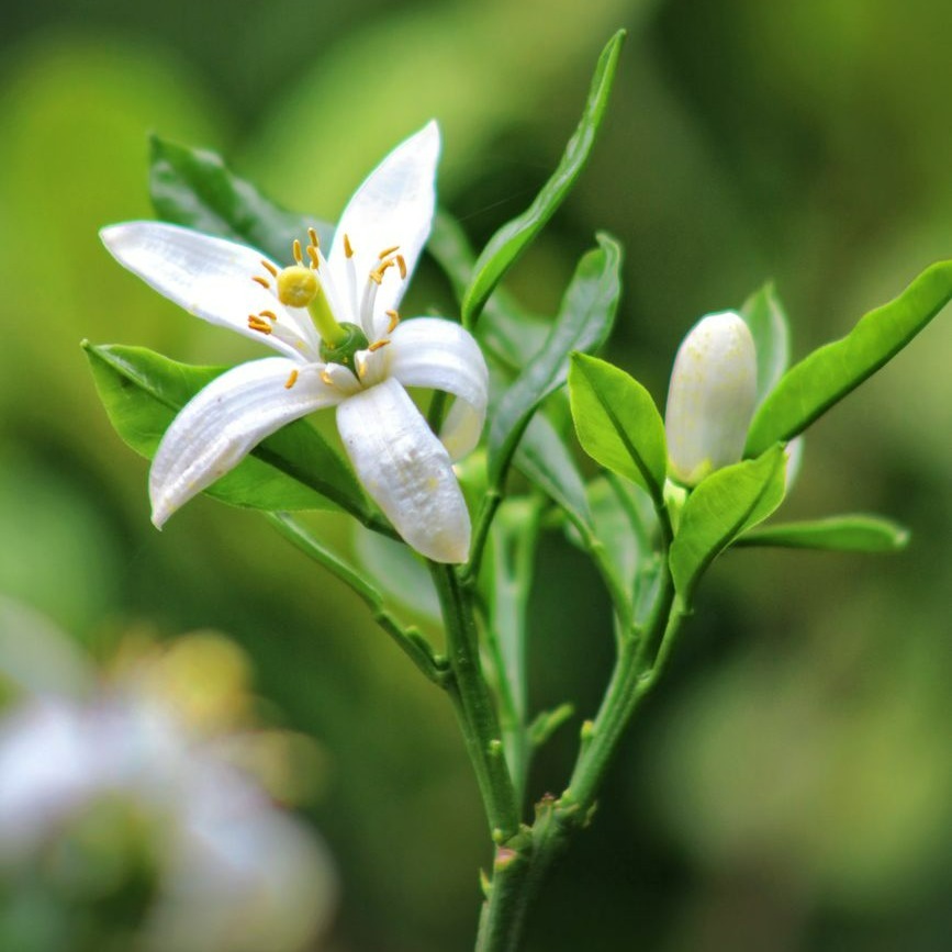 Prise de vue détaillée dune fleur dagrumes avec des feuilles vertes fraîches, capturant sa beauté délicate