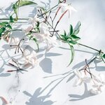 Disposition à plat de fleurs de jasmin délicates sur une surface en marbre, mettant en valeur l'élégance et la tranquillité de la nature