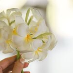 Gros plan d'une main tenant des fleurs délicates de frangipanier blanc sur un fond doux