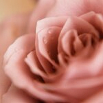 Gros plan sur une rose rose avec des gouttes de rosée sur les pétales, mettant en valeur la beauté naturelle