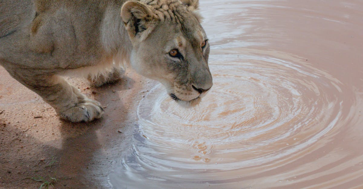 close up of a lioness drinking at a waterhole in namibia s natural habitat