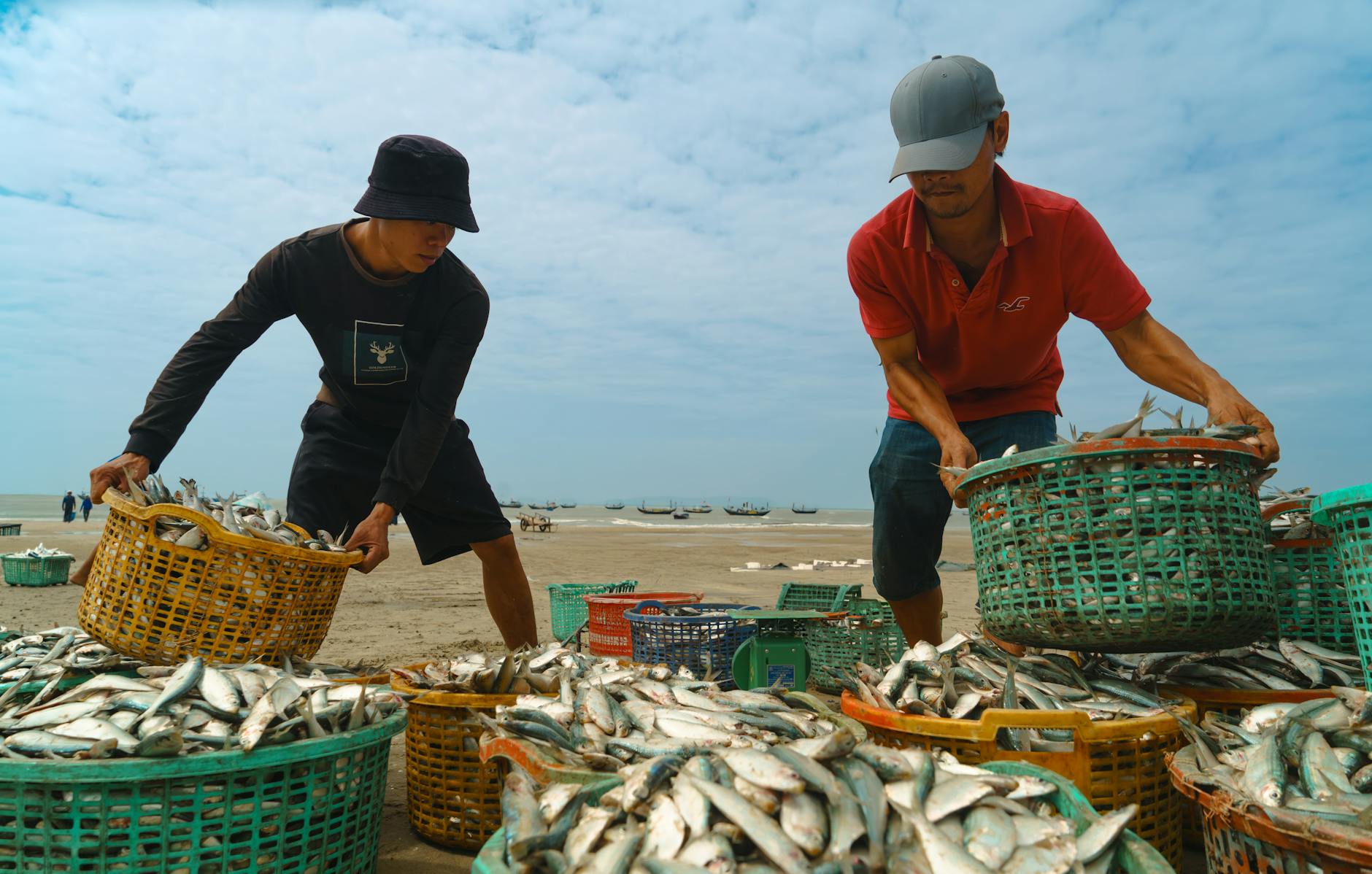 two fishermen sorting fresh herring catch in vung tau illustrating coastal life in vietnam