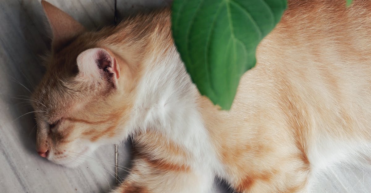 an orange tabby cat lying peacefully on the floor under vibrant green leaves and flowers