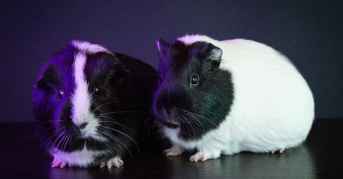 a close up of two guinea pigs with contrasting fur colors captured under dramatic lighting