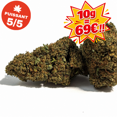Black Domina
