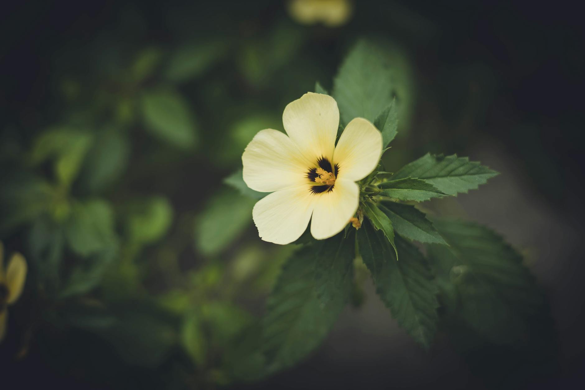 gros plan d une fleur d hibiscus jaune aux feuilles vertes capturant la beaute de la nature