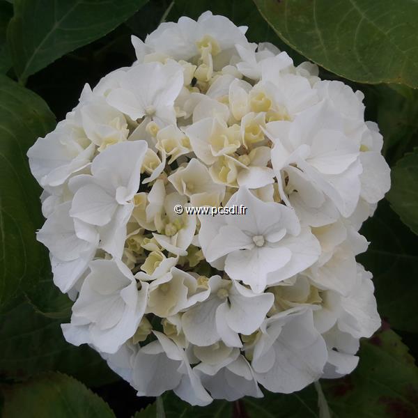 Hydrangea macrophylla Wudu