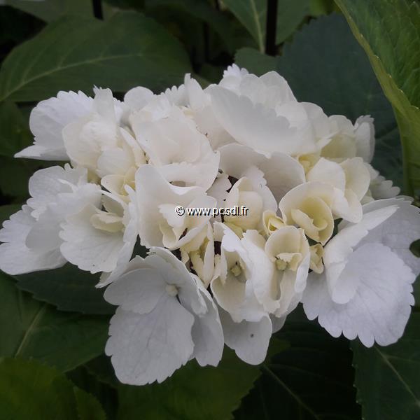 Hydrangea macrophylla Zebra