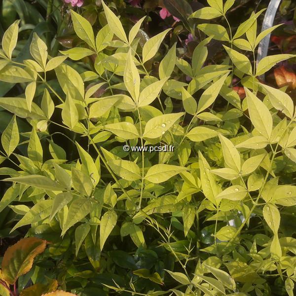 Nandina domestica Lemon Lime (1)