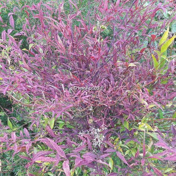 Nandina domestica Little Princess (2)