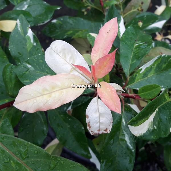 Photinia davidiana Palette (2)