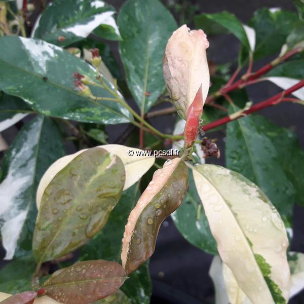 Photinia davidiana Palette (3)