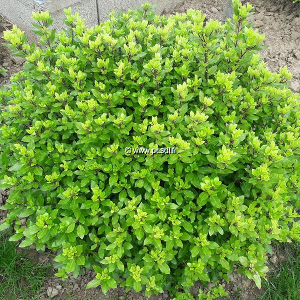 Pittosporum tenuifolium Golf Ball (1)