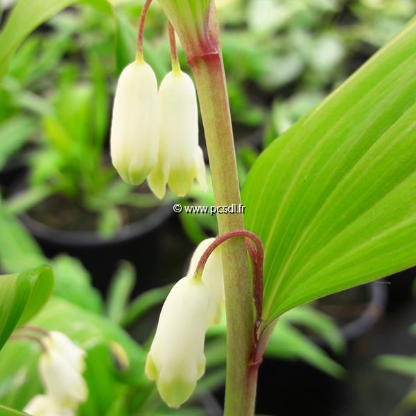 Polygonatum odoratum pluriflorum Variegatum (3)