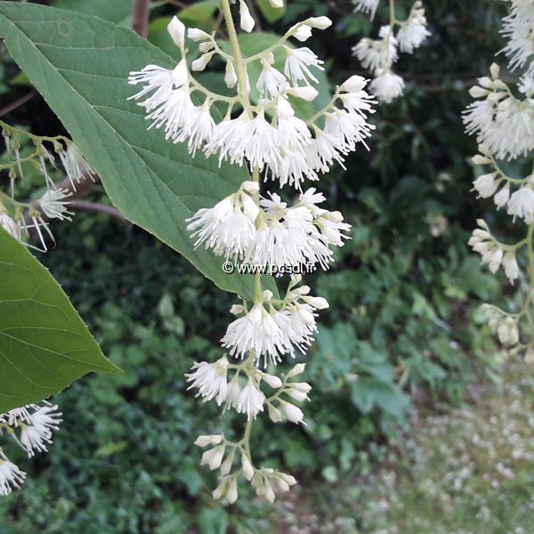 Pterostyrax hispida (1)