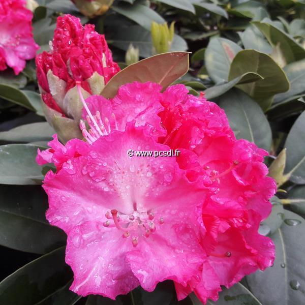 Rhododendron Anna Rose Whitney (1)