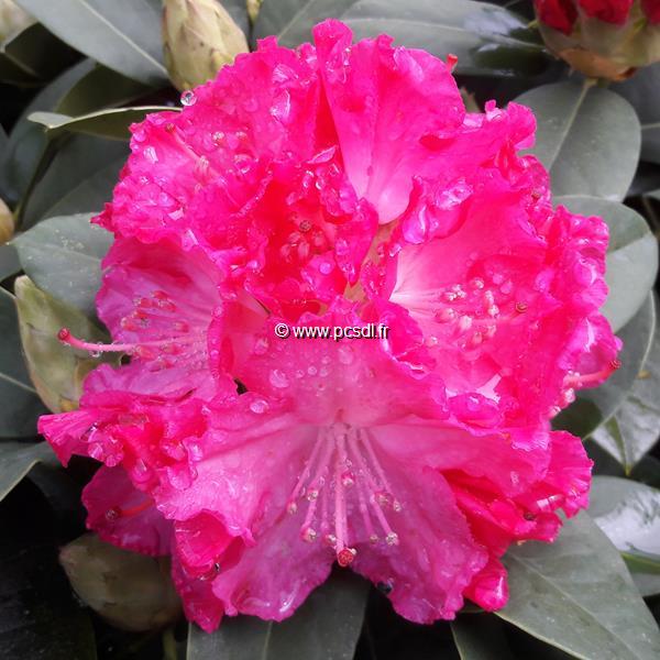 Rhododendron Anna Rose Whitney (2)