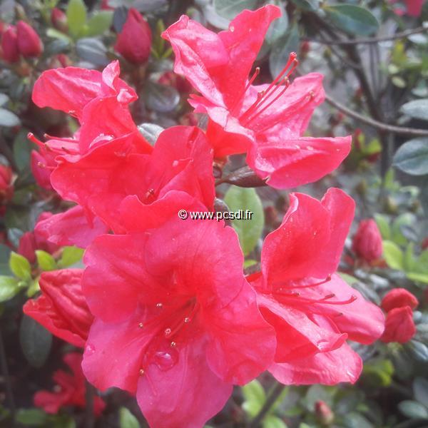 Rhododendron Johanna (2)