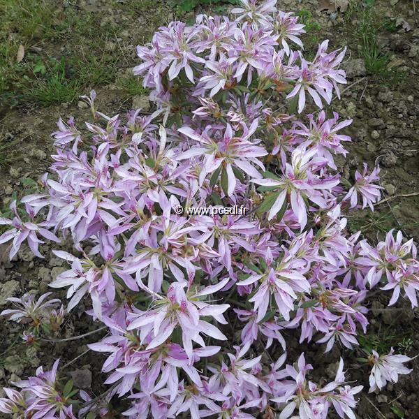 Rhododendron Koromo Shikibu (1)