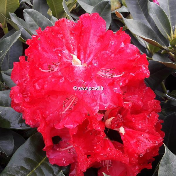 Rhododendron Markeeta's Prize