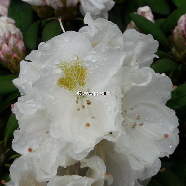 Rhododendron Mme Masson (2)