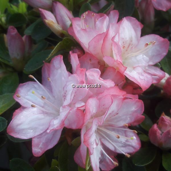 Rhododendron Peggy Ann