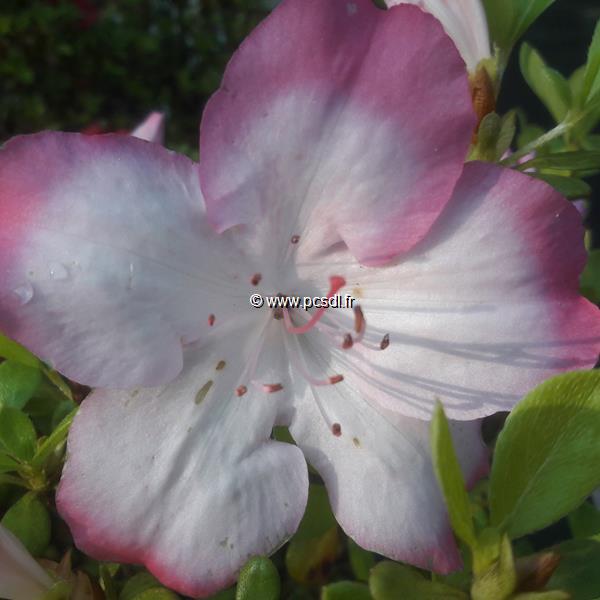 Rhododendron Vibrant (1)