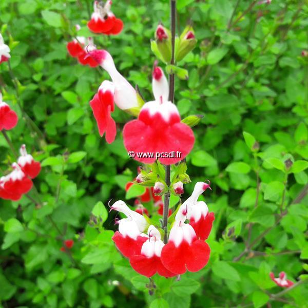 Salvia microphylla Hot Lips (3)