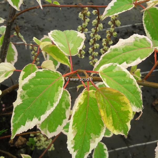 Stachyurus chinensis Magpie (2)