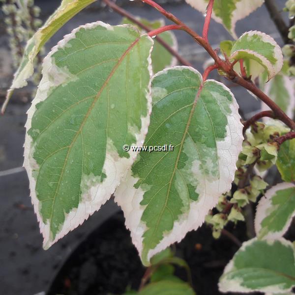 Stachyurus chinensis Magpie (1)