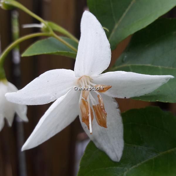 Styrax japonicus Emerald Pagoda (2)