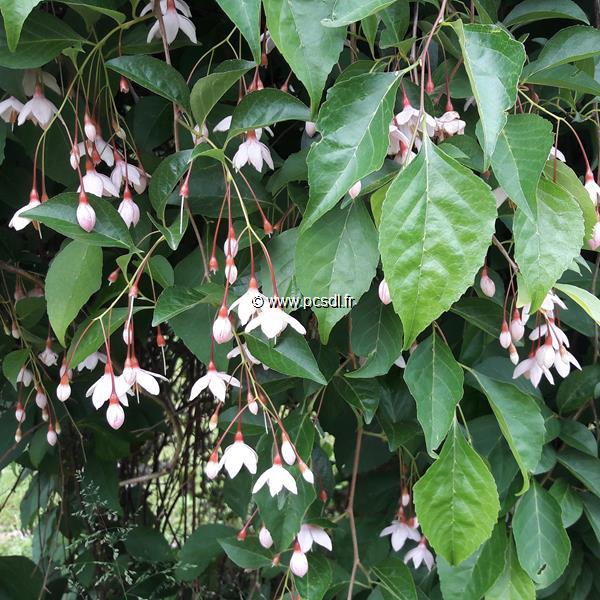 Styrax japonicus Pink Chimes Pendulus (3)