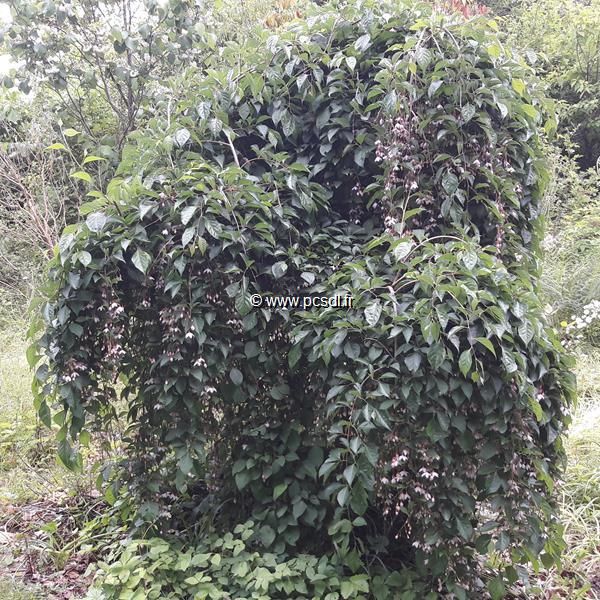 Styrax japonicus Pink Chimes Pendulus (5)