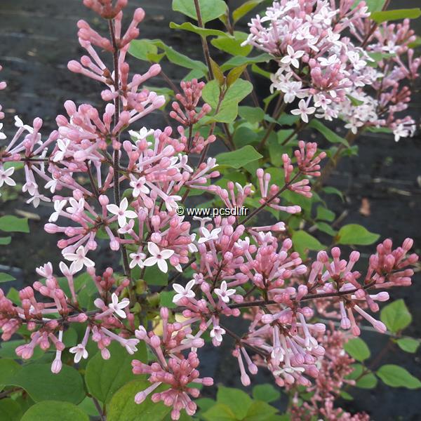 Syringa José (1)