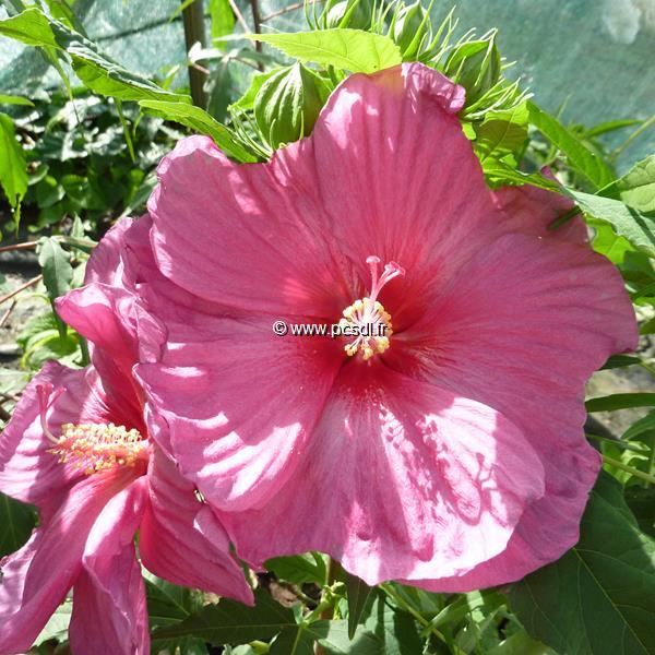 Hibiscus x moscheutos Fantasia (2)