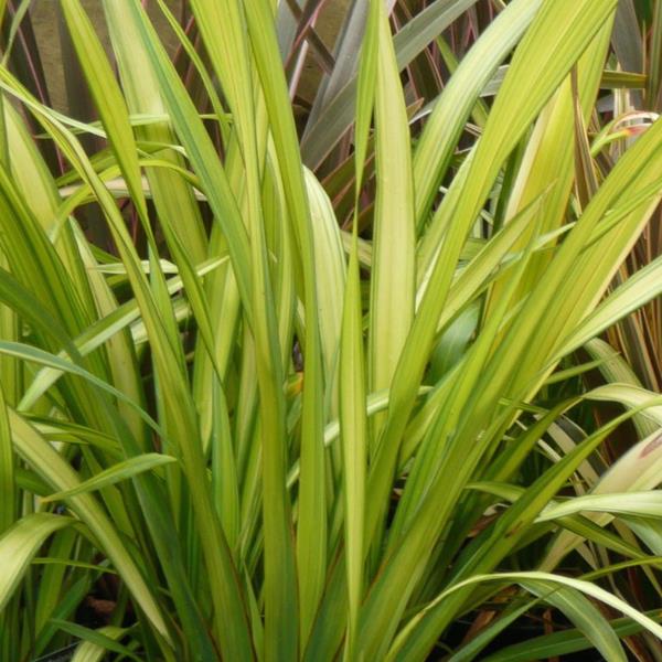 Phormium Yellow Wave (2)